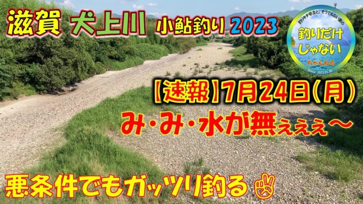 【速報】2023年7月24日・小鮎釣り・犬上川・水が無い。そんな厳しい状況でもガッツリ釣る方法。