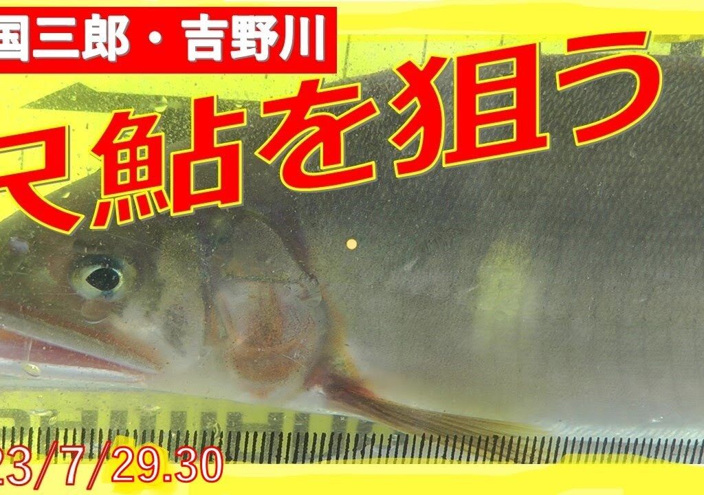 2023/7/28・29・30【鮎】四国三郎・吉野川に尺鮎を求めて！釣れたらいいね！なんちゃんチャンネル