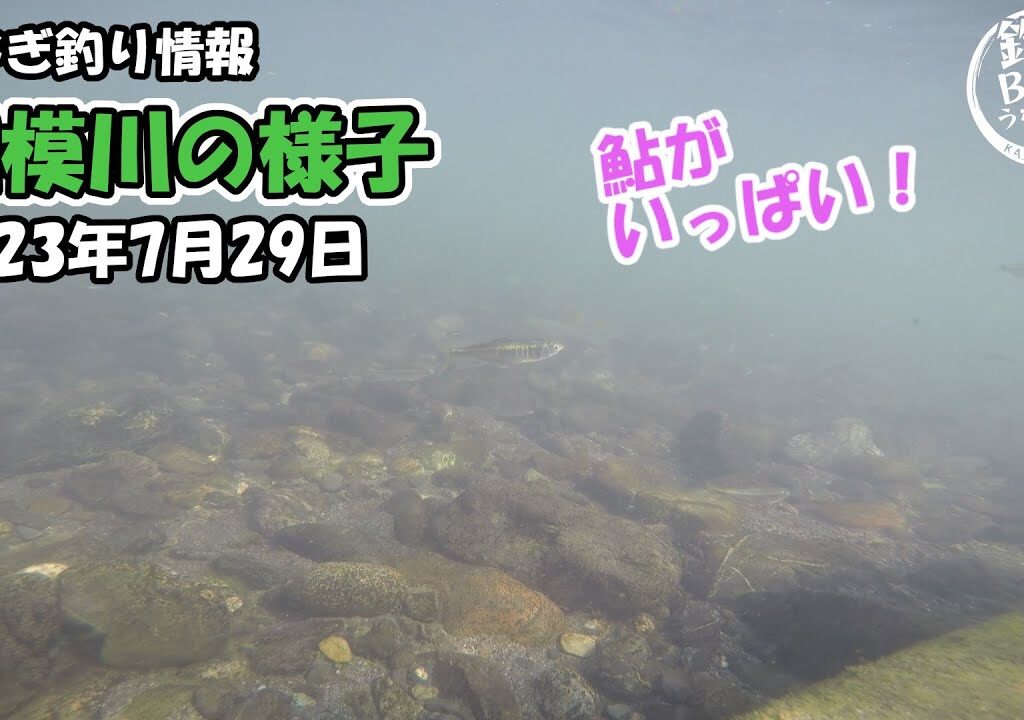 うなぎ釣り情報。最新の相模川の様子2023年7月29日。水中映像で鮎がいっぱい。