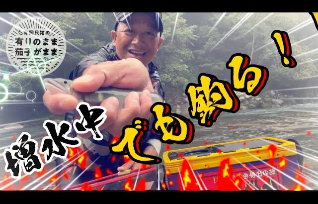 【鮎釣り】2023/7/5 。雨。。増水中は釣れる！