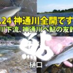 23 07 24　神通川全開です!!～宮川下流、神通川へ鮎の友釣り～