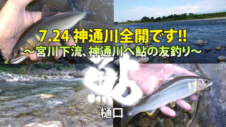 23 07 24　神通川全開です!!～宮川下流、神通川へ鮎の友釣り～