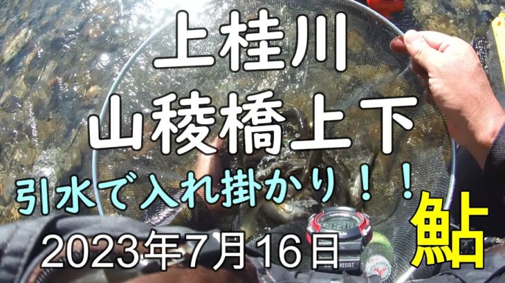 230716 【鮎釣り】上桂川 山稜橋上下