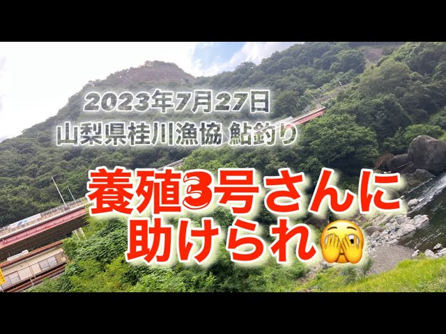 山梨県桂川漁協 桂川本流 鮎釣り🎣 養殖3号さん出番です😂