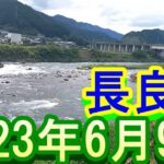 鮎釣り 40㎝高引水笹濁り強 支流牛道川為真橋 上下 和合橋 長良川  2023年