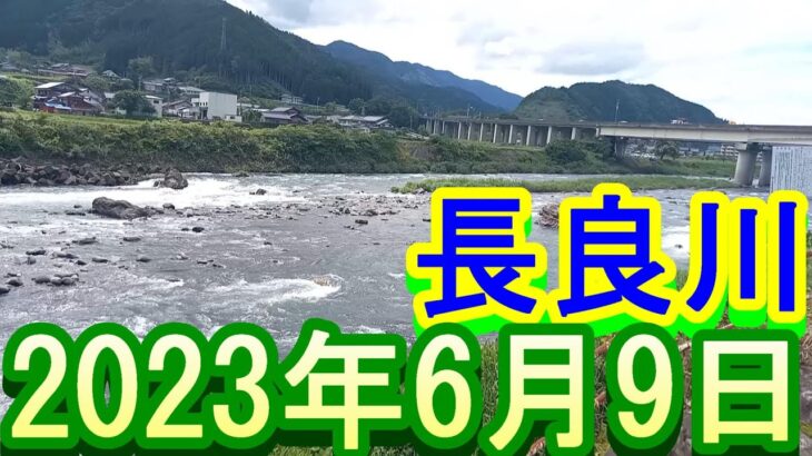 鮎釣り 40㎝高引水笹濁り強 支流牛道川為真橋 上下 和合橋 長良川  2023年