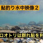 宮崎の鮎釣り＃6 　 2023鮎水中映像２
