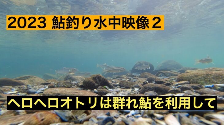 宮崎の鮎釣り＃6 　 2023鮎水中映像２