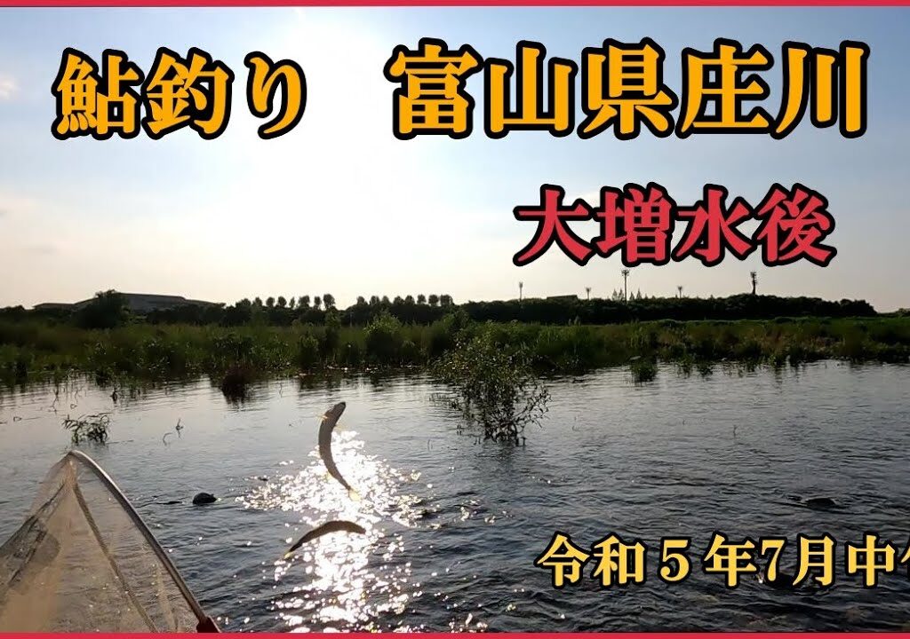 鮎釣り 富山県庄川  令和５年7月中旬 大増水後
