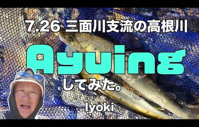 7 26 三面川支流の高根川 Ayuing してみた。