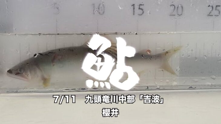 7.11　九頭竜川中部「吉波」鮎