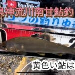 7月20日群馬県神流川南甘鮎釣り〜