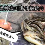 7月27日群馬県神流川南甘鮎釣り友釣り