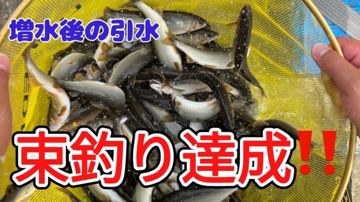 束釣り達成！！宮川下流   HD 1080p