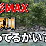 魚影MAX！高原川のポテンシャルがヤバかった件【鮎釣り】