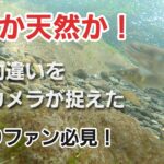 NO35  野鮎が掛かる瞬間！この展開は誰も予測できない…　養殖と天然オトリを比べてみた【鮎の友釣り】