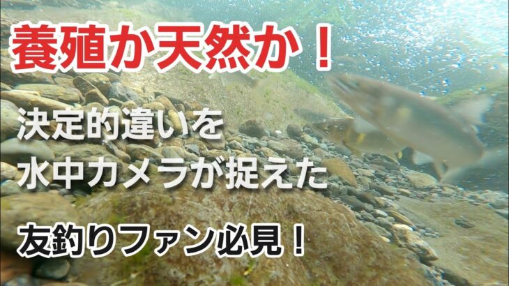 NO35  野鮎が掛かる瞬間！この展開は誰も予測できない…　養殖と天然オトリを比べてみた【鮎の友釣り】