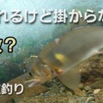 NO37  追う野鮎、追われるオトリが鮮明に映っていますが、何故掛からないのかはいくら分析してもわからない…