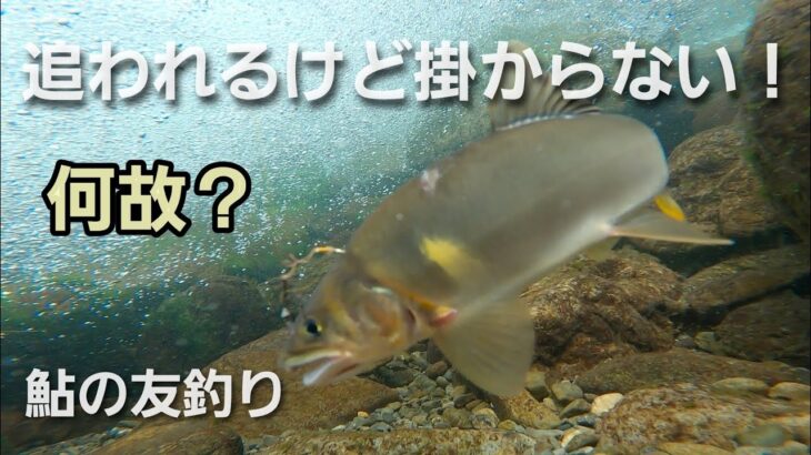 NO37  追う野鮎、追われるオトリが鮮明に映っていますが、何故掛からないのかはいくら分析してもわからない…