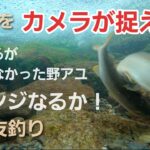 NO38  掛からなかったあの野鮎、リベンジなるか　衝撃の結末！　【鮎の友釣り】