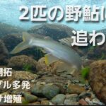 NO40 　掛かる鮎！掛からない鮎！　　鮎の友釣り