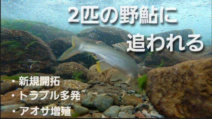 NO40 　掛かる鮎！掛からない鮎！　　鮎の友釣り