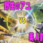 【鮎友釣り】　野生のアユ　VS　美人釣り師～上巻