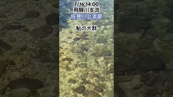 神秘的　佐見川の鮎の大群　#岐阜県 #owner #がまかつ #シマノ #ダイワ #友釣り #鮎釣り #飛騨川漁協 #佐見川