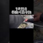 群馬県神流川南甘鮎釣り#shorts #友釣り#川#フィッシング#アウトドア