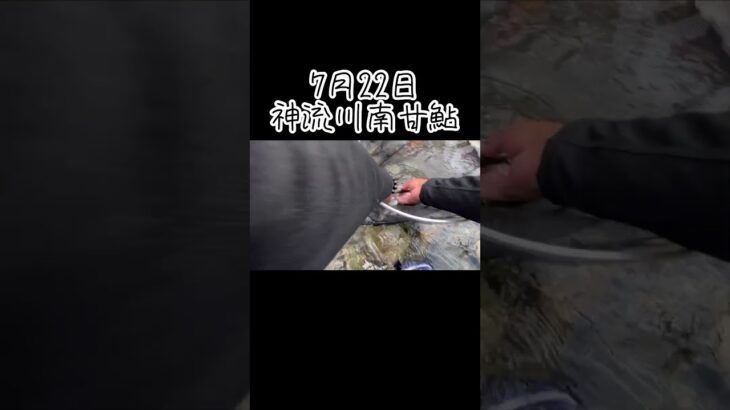 群馬県神流川南甘鮎釣り#shorts #友釣り#川#フィッシング#アウトドア