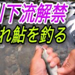 飛騨宮川下流。解禁！あばれ鮎を釣る