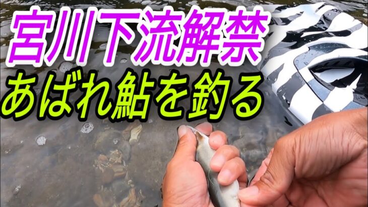 飛騨宮川下流。解禁！あばれ鮎を釣る