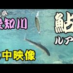 【水中映像】ルアーで鮎が爆釣する川に行ってきました！【愛知川】