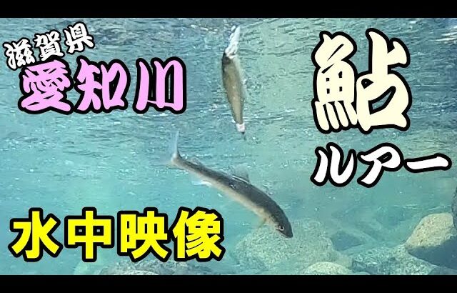 【水中映像】ルアーで鮎が爆釣する川に行ってきました！【愛知川】