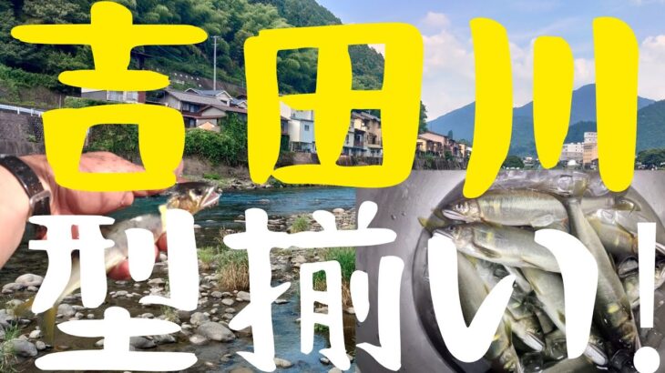 吉田川は型揃い❗