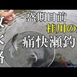 桂川の鮎　盛期目前の放水路で痛快瀬釣り