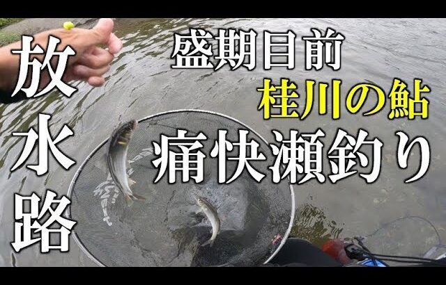 桂川の鮎　盛期目前の放水路で痛快瀬釣り