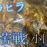 【鮎釣り】弱ったヒラヒラオトリでどう掛ける？小国川鮎釣り解禁