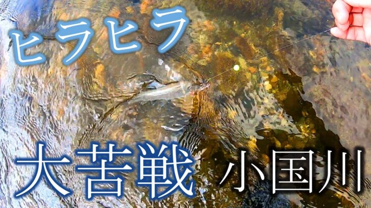 【鮎釣り】弱ったヒラヒラオトリでどう掛ける？小国川鮎釣り解禁