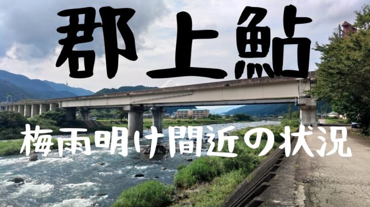 郡上鮎。梅雨明け間近の状況。