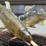 【七輪で鮎の塩焼き】熱々な屋敷しもべ