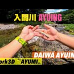 【入間川アユイング】渇水気味の入間川で鮎のサイトフィシング♫