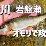【鮎釣り】【友釣り】桂川の瀬釣り。