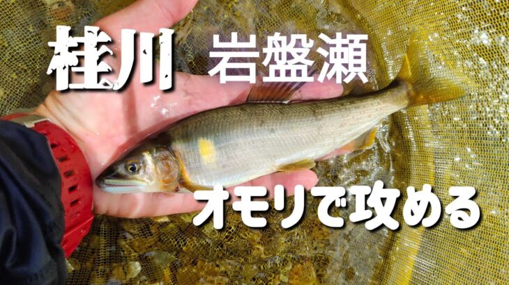 【鮎釣り】【友釣り】桂川の瀬釣り。