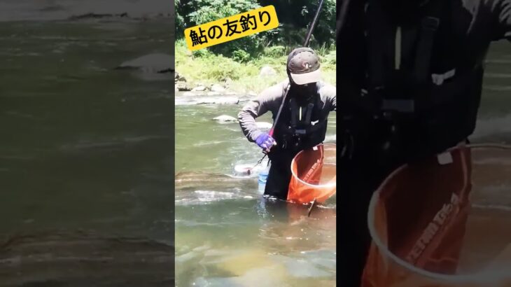 今年から鮎釣りを始めました。大野川で鮎の友釣り爆釣！今年の大野川が熱い！