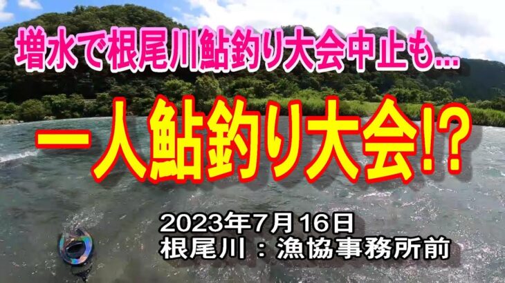 根尾川で一人鮎釣り大会⁉