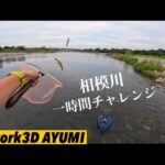 【相模川アユイング】鮎釣り１時間勝負‼️
