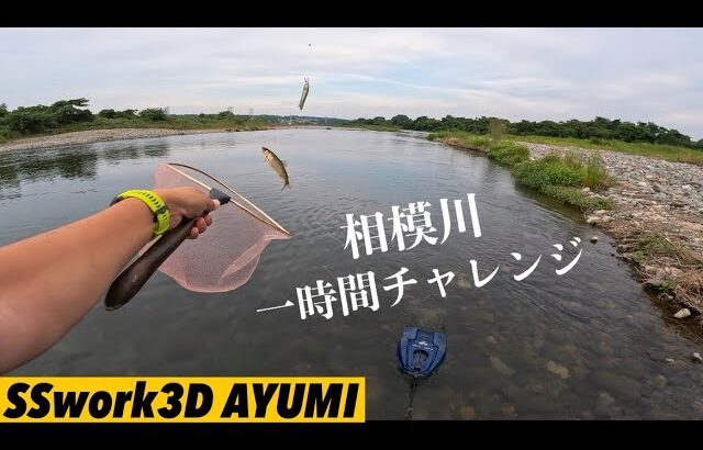 【相模川アユイング】鮎釣り１時間勝負‼️