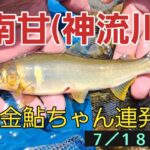 南甘(神流川)　鮎釣り　黄金鮎ちゃん連発❗７／１８ ２０２３