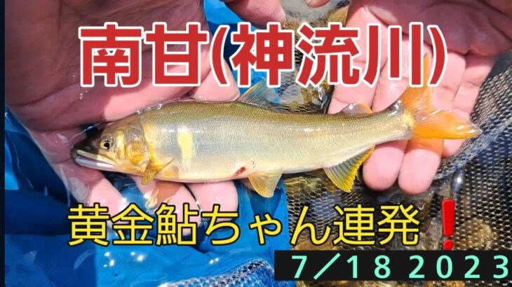 南甘(神流川)　鮎釣り　黄金鮎ちゃん連発❗７／１８ ２０２３